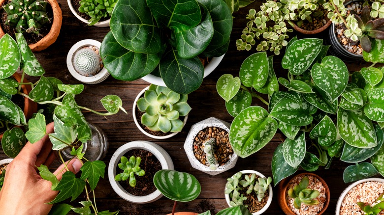 House plants in a row