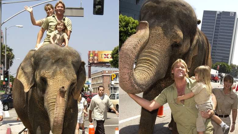 Terri Irwin, Steve Irwin, and Bindi Irwin on an elephant and standing near an elephant
