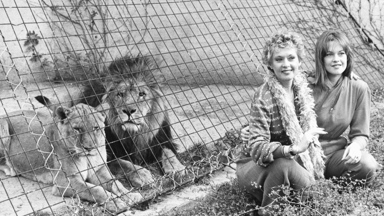 Tippi Hedren and her daughter Melanie Griffith at the lion enclosure at London Zoo, 1982