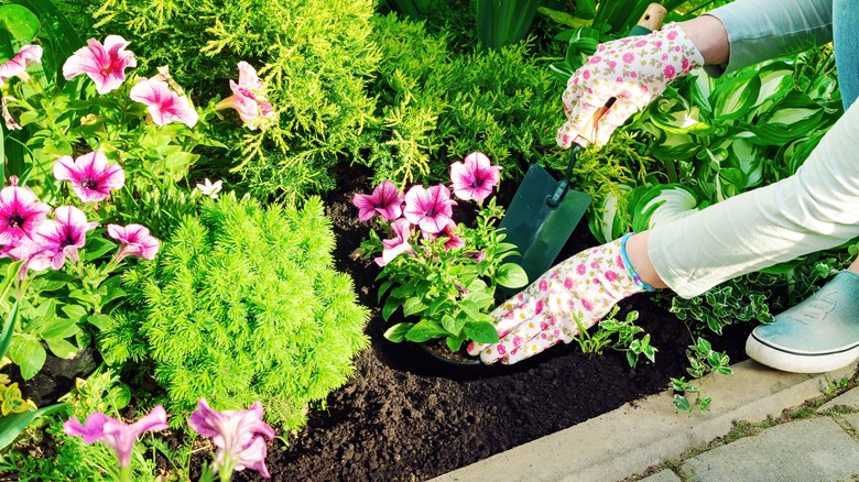 Gardener planting flowers