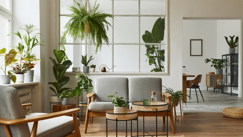 Aesthetic Indoor Plants That Will Upgrade Your Home Style