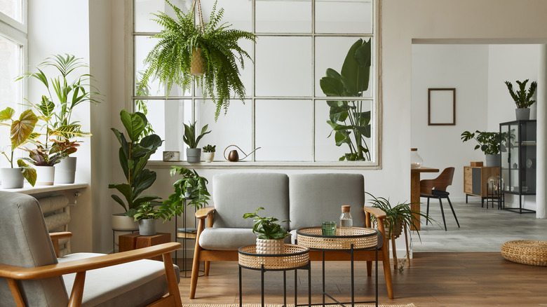 Plants in living room