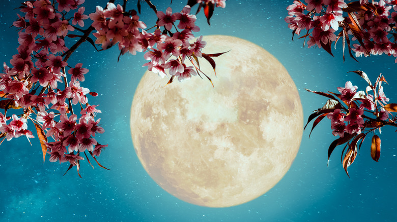 full moon behind flowering tree