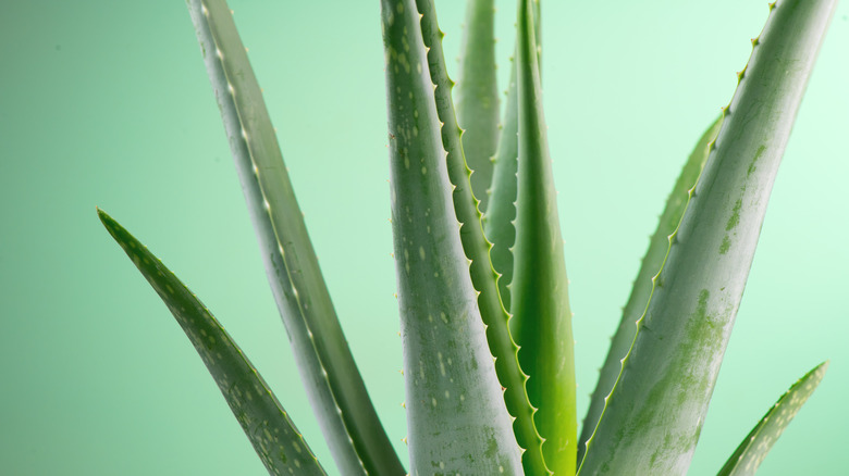 aloe vera plant 