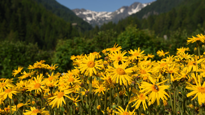 landscape with arnica flowers