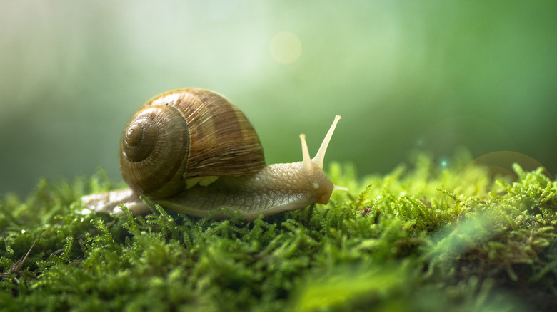 snail on moss