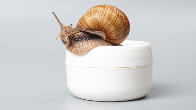 Snail on top of skincare product