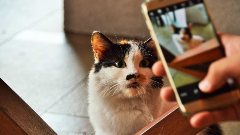 taking photo of cat