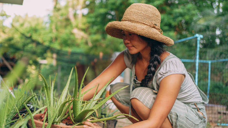 Woman harvesting aloe