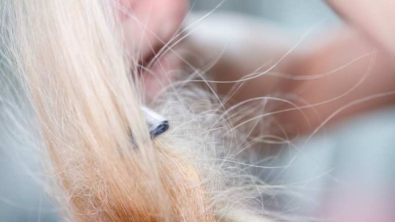 Teasing hair