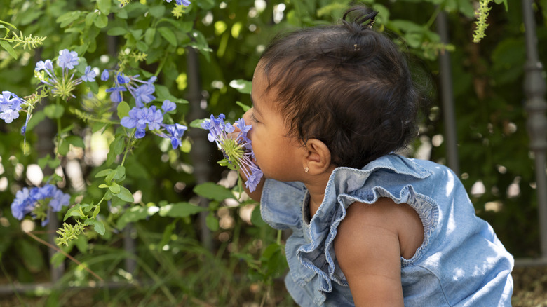 A baby girl smelling flowers