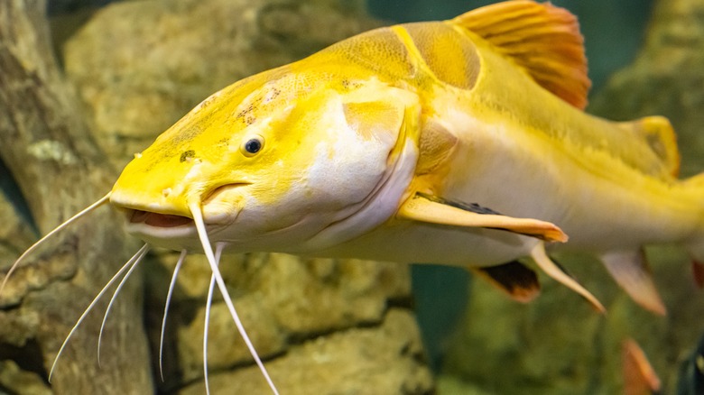 yellow catfish