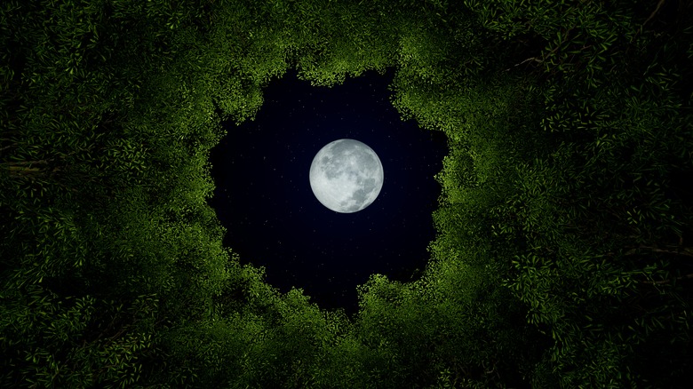 full moon through trees