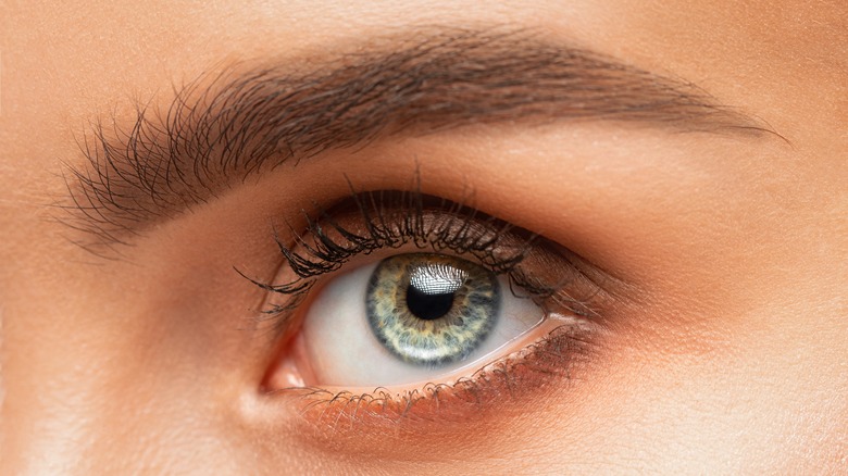 closeup of eye and groomed eyebrow