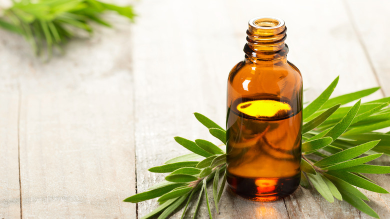 bottle of tea tree oil