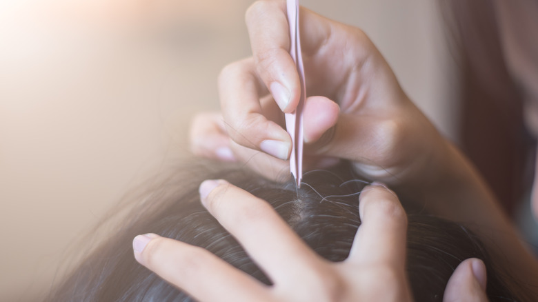 Plucking gray hairs with tweezers