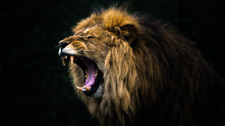 Leo the lion