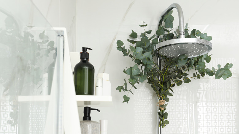 a green eucalyptus plant hanging behind a showerhead 