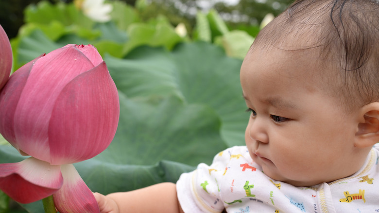 A baby looking at a pink flower