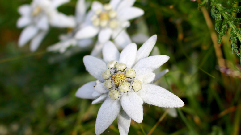 Close-up of an Edelweiss flower