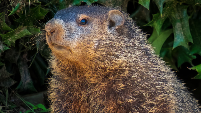 groundhog