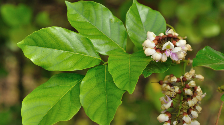 Pongam karanja tree leaves