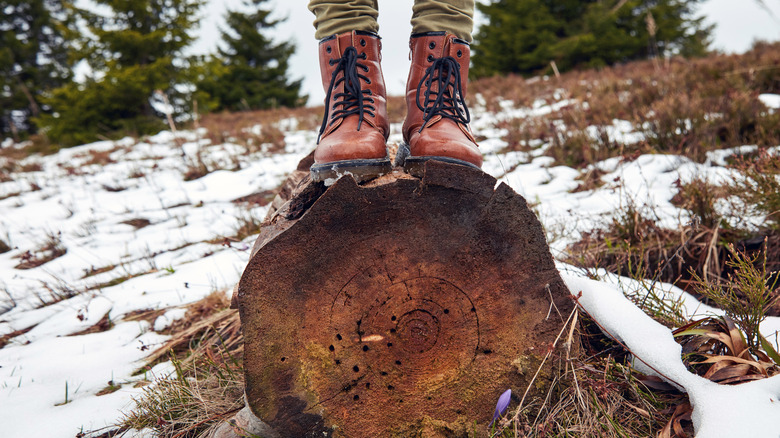 Leather boots atop a snowy log