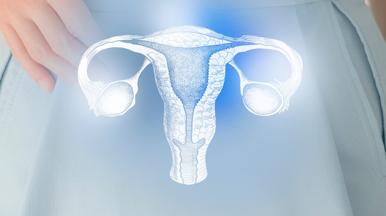 uterus