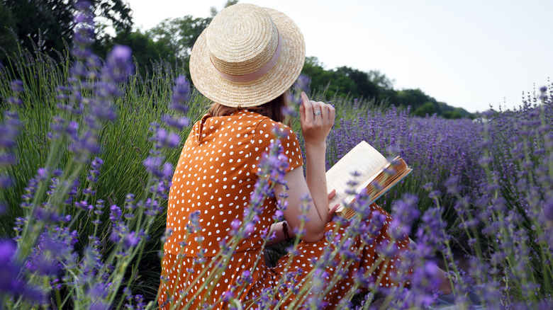 person in lavender field