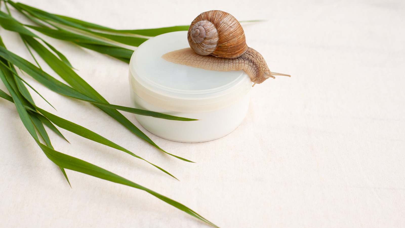 What's Snail Mucin And How Can It Help Your Skin?